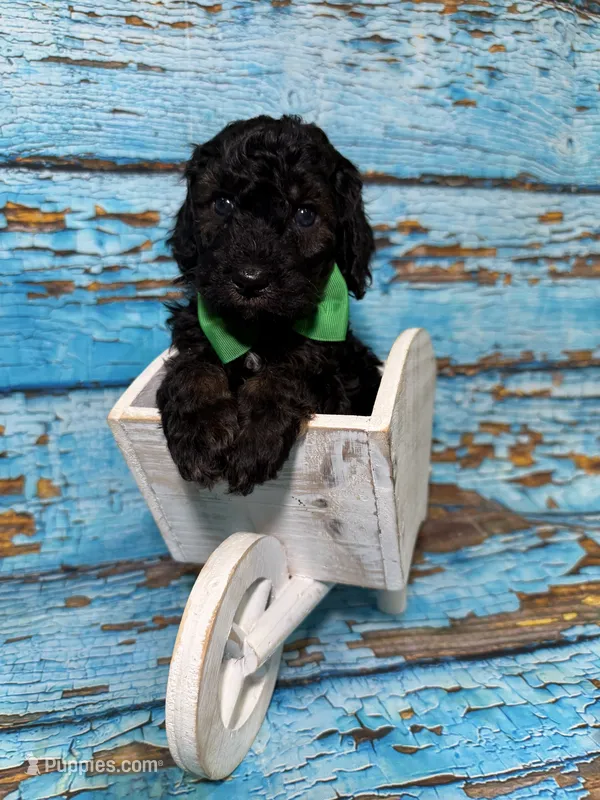 Allister – Poodle - Miniature  puppy for sale in Concord, NC