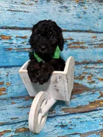 Allister, a male Poodle - Miniature  for sale in Concord, NC – 3 of 5