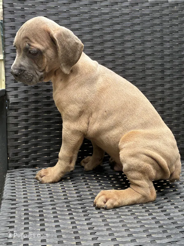Cane Corso Fawn Formentino Male  – Cane Corso puppy for sale in Winder, GA