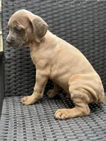 Cane Corso Fawn Formentino Male , a male Cane Corso for sale in Winder, GA – 1 of 3
