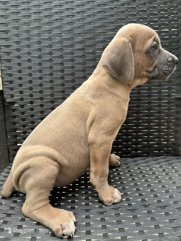Cane Corso Fawn Formentino Male  – Cane Corso puppy for sale in Winder, GA