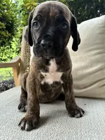 Cane Corso Black/Chestnut Brindle Male , a male Cane Corso for sale in Winder, GA – 6 of 6