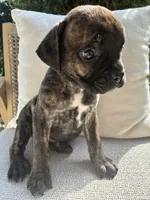 Cane Corso Black Brindle Male , a male Cane Corso for sale in Winder, GA – 3 of 3