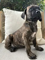 Cane Corso Brindle Male , a male Cane Corso for sale in Winder, GA – 1 of 7