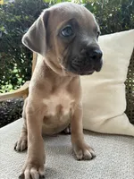 Cane Corso Fawn Formentino Male , a male Cane Corso for sale in Winder, GA – 3 of 6