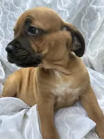 Cane Corso Red Fawn, a male Cane Corso for sale in Winder, GA – 3 of 6