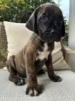 Cane Corso Black/Chestnut Brindle Male , a male Cane Corso for sale in Winder, GA – 5 of 6