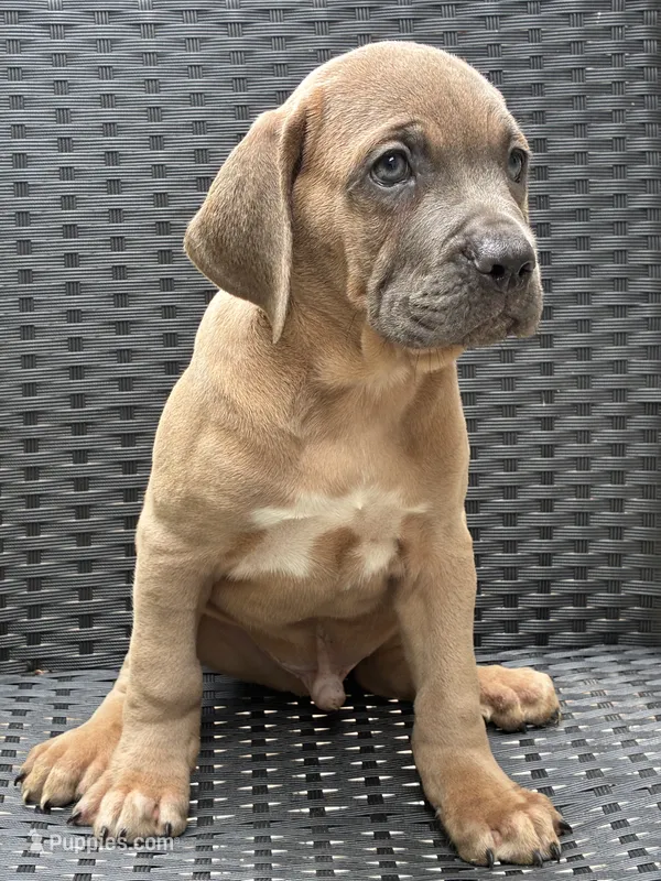 Cane Corso Fawn Formentino Male  – Cane Corso puppy for sale in Winder, GA