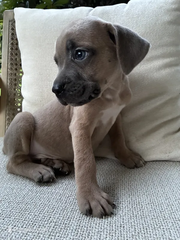 Cane Corso Formentino  – Cane Corso puppy for sale in Winder, GA