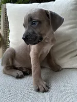 Cane Corso Formentino , a male Cane Corso for sale in Winder, GA – 5 of 5
