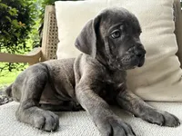 Cane Corso Blue/Gray Brindle Male, a male Cane Corso for sale in Winder, GA – 2 of 5