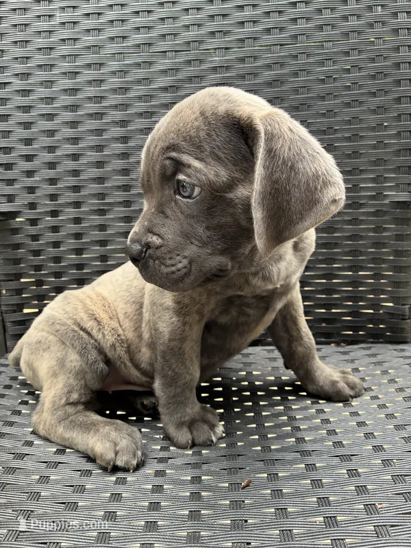 Cane Corso Gray Brindle Male – Cane Corso puppy for sale in Winder, GA