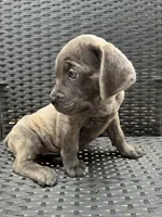 Cane Corso Gray Brindle Male, a male Cane Corso for sale in Winder, GA – 1 of 4