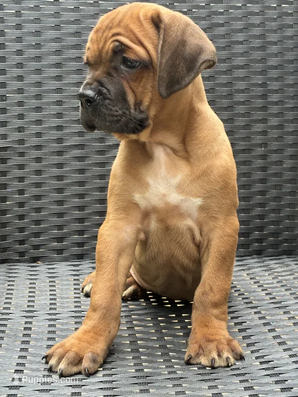 Cane Corso Red Fawn – Cane Corso puppy for sale in Winder, GA