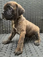 Cane Corso Chestnut Brindle Male , a male Cane Corso for sale in Winder, GA – 4 of 6