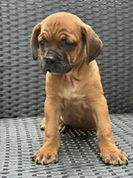 Cane Corso Red Fawn, a male Cane Corso for sale in Winder, GA – 6 of 6