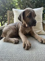 Cane Corso Formentino , a male Cane Corso for sale in Winder, GA – 6 of 7