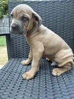 Cane Corso formentino Male , a male Cane Corso for sale in Winder, GA – 3 of 4