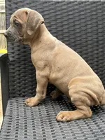 Cane Corso Fawn Formentino Male , a male Cane Corso for sale in Winder, GA – 3 of 3