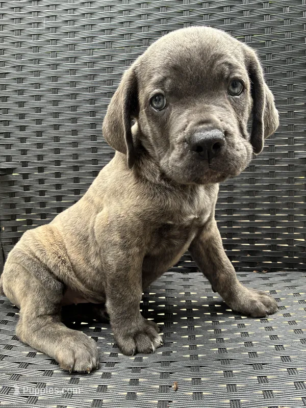 Cane Corso Gray Brindle Male – Cane Corso puppy for sale in Winder, GA