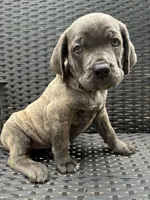 Cane Corso Gray Brindle Male, a male Cane Corso for sale in Winder, GA – 4 of 4