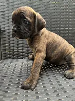 Cane Corso Chestnut Brindle Male , a male Cane Corso for sale in Winder, GA – 2 of 6