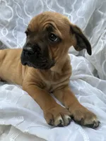 Cane Corso Red Fawn, a male Cane Corso for sale in Winder, GA – 1 of 6