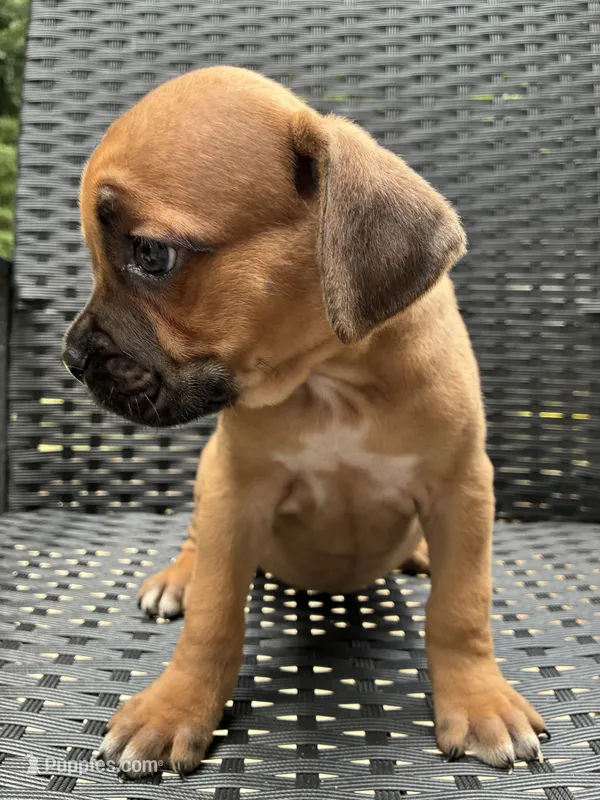Cane Corso Red  – Cane Corso puppy for sale in Winder, GA