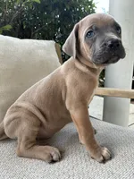 Cane Corso Fawn Formentino Male , a male Cane Corso for sale in Winder, GA – 6 of 6
