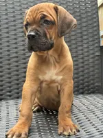 Cane Corso Red Fawn, a male Cane Corso for sale in Winder, GA – 4 of 6