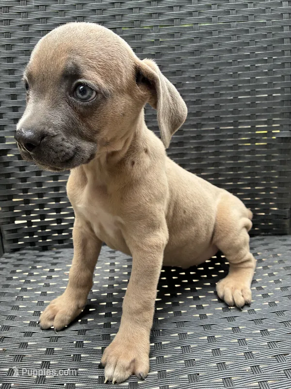 Cane Corso Formentino  – Cane Corso puppy for sale in Winder, GA