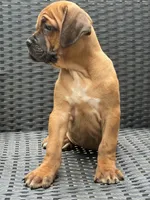 Cane Corso Red Fawn, a male Cane Corso for sale in Winder, GA – 5 of 6