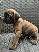 Cane Corso Chestnut Brindle Male , a male Cane Corso for sale in Winder, GA – 3 of 6