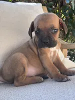 Cane Corso Red Runt , a male Cane Corso for sale in Winder, GA – 5 of 5