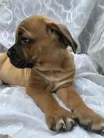 Cane Corso Red Fawn, a male Cane Corso for sale in Winder, GA – 5 of 6