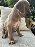 Cane Corso Fawn Formentino Male , a male Cane Corso for sale in Winder, GA – 5 of 6