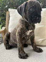 Cane Corso Brindle Male , a male Cane Corso for sale in Winder, GA – 5 of 7