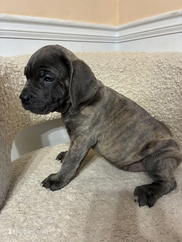 Cane Corso Gray Brindle Male – Cane Corso puppy for sale in Winder, GA