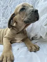 Cane Corso Fawn, a male Cane Corso for sale in Winder, GA – 4 of 5
