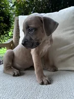 Cane Corso Formentino , a male Cane Corso for sale in Winder, GA – 2 of 5