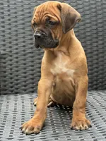 Cane Corso Red Fawn, a male Cane Corso for sale in Winder, GA – 3 of 6