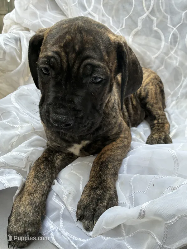 Cane Corso Black/Chestnut Brindle Male  – Cane Corso puppy for sale in Winder, GA