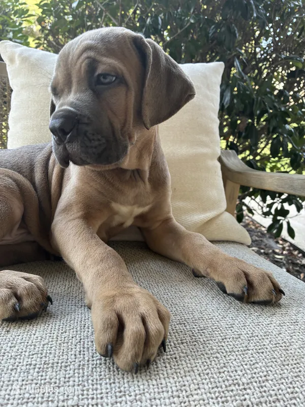 Cane Corso Formentino  – Cane Corso puppy for sale in Winder, GA