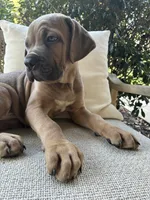 Cane Corso Formentino , a male Cane Corso for sale in Winder, GA – 1 of 7