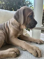Cane Corso Formentino , a male Cane Corso for sale in Winder, GA – 7 of 7