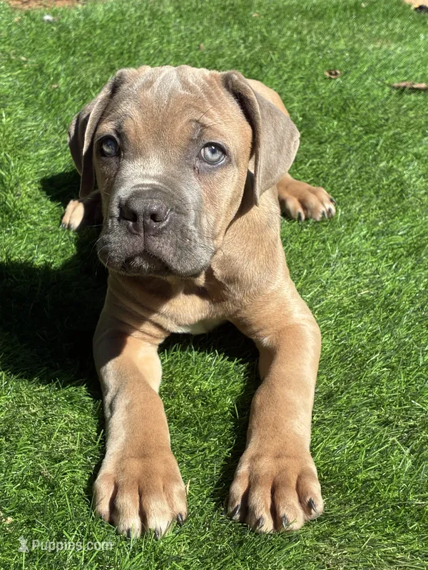 Cane Corso Formentino Male – Cane Corso puppy for sale in Winder, GA