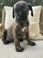 Cane Corso Brindle Male , a male Cane Corso for sale in Winder, GA – 6 of 7