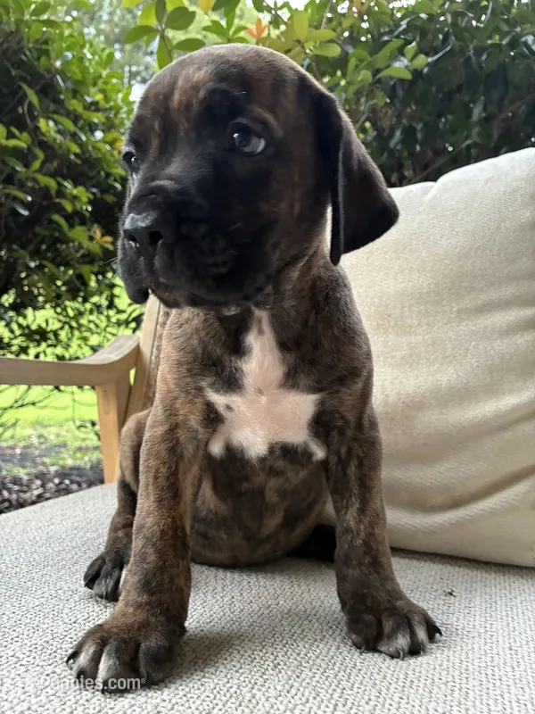Cane Corso Black/Chestnut Brindle Male  – Cane Corso puppy for sale in Winder, GA