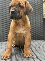 Cane Corso Red Fawn, a male Cane Corso for sale in Winder, GA – 2 of 6