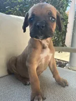 Cane Corso Red Runt , a male Cane Corso for sale in Winder, GA – 1 of 5